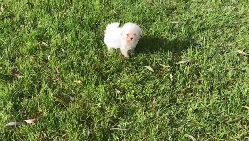 Bichón Maltés perros en venta: Cachorro Bichon maltés 618298958 - Video 1