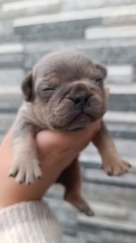 Bulldog Francés perros en venta: Bulldog francés exóticos  - Video 4