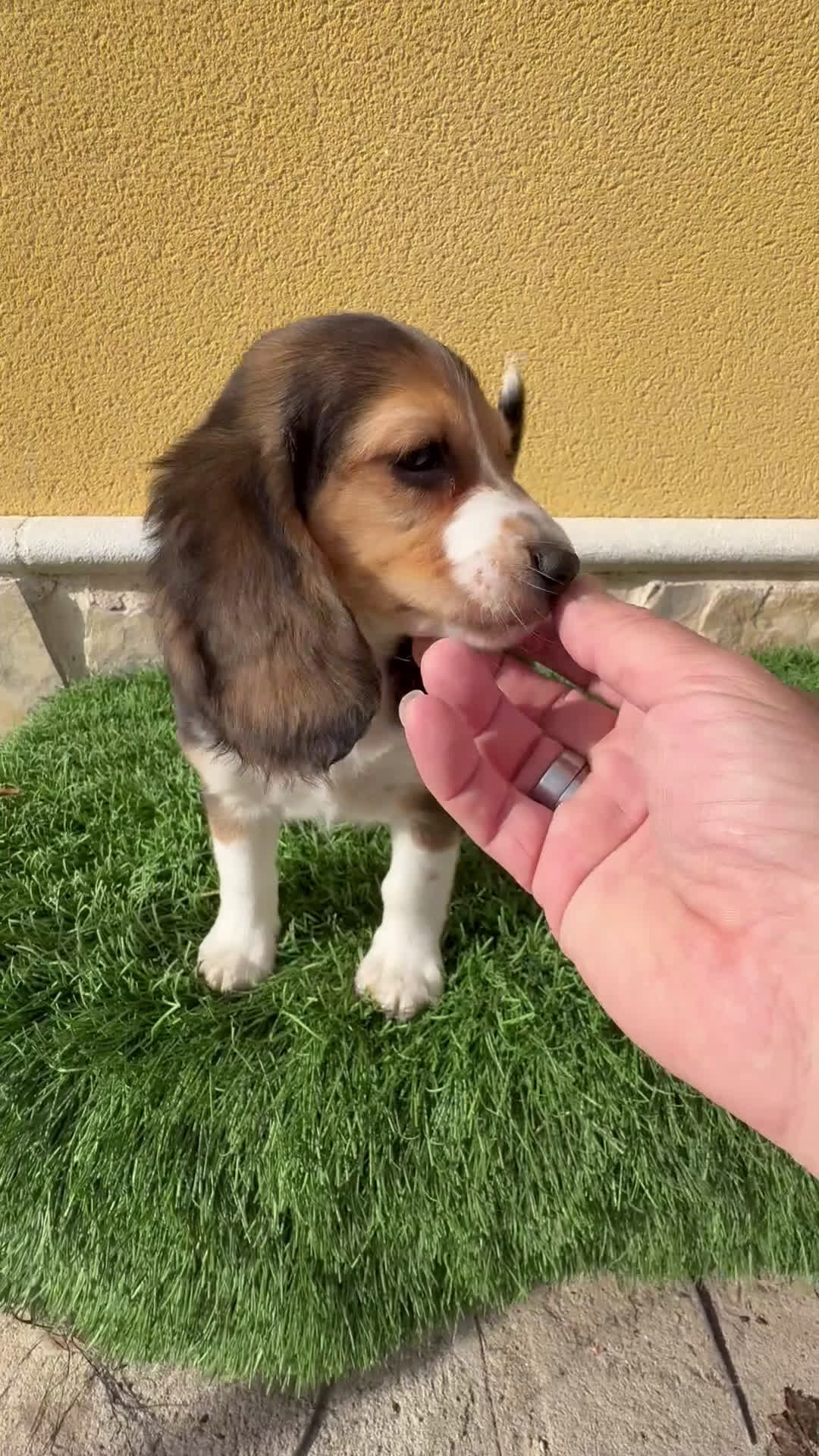 Beagle perros en venta: Cachorro macho de Beagle  - Video 1