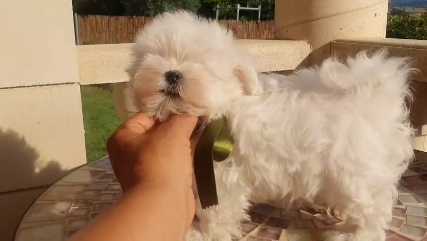Bichón Maltés perros en venta: Bichon Maltes  - Video 1