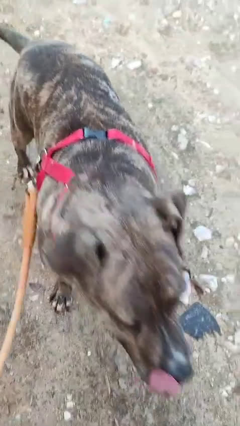 American Pit Bull Terrier perros en adopcion: TIGRE 🥰❤️ en Adopción  - Video 1