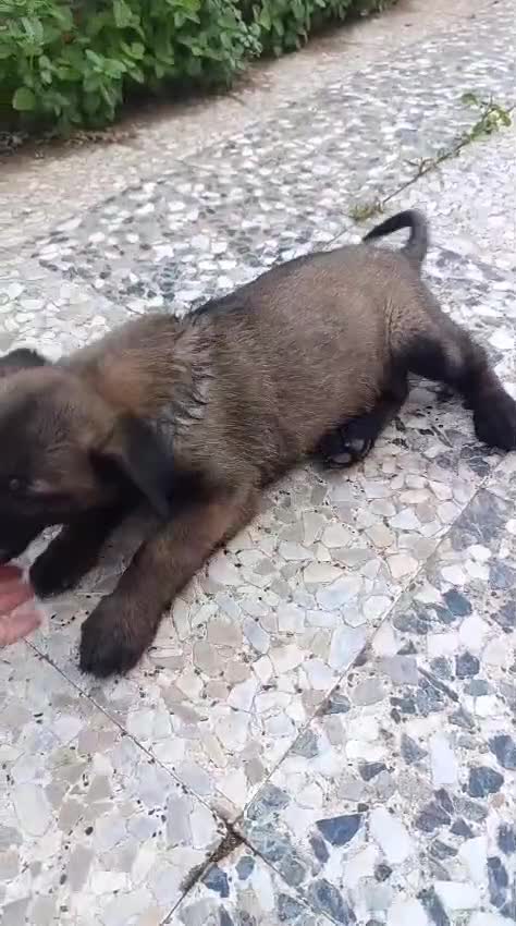 Pastor Belga Malinois perros en venta: Disponible Pastor belga Malinois Hembra  - Video 2