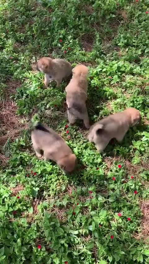 Shiba Inu perros en venta: SHIBA INU - Video 1