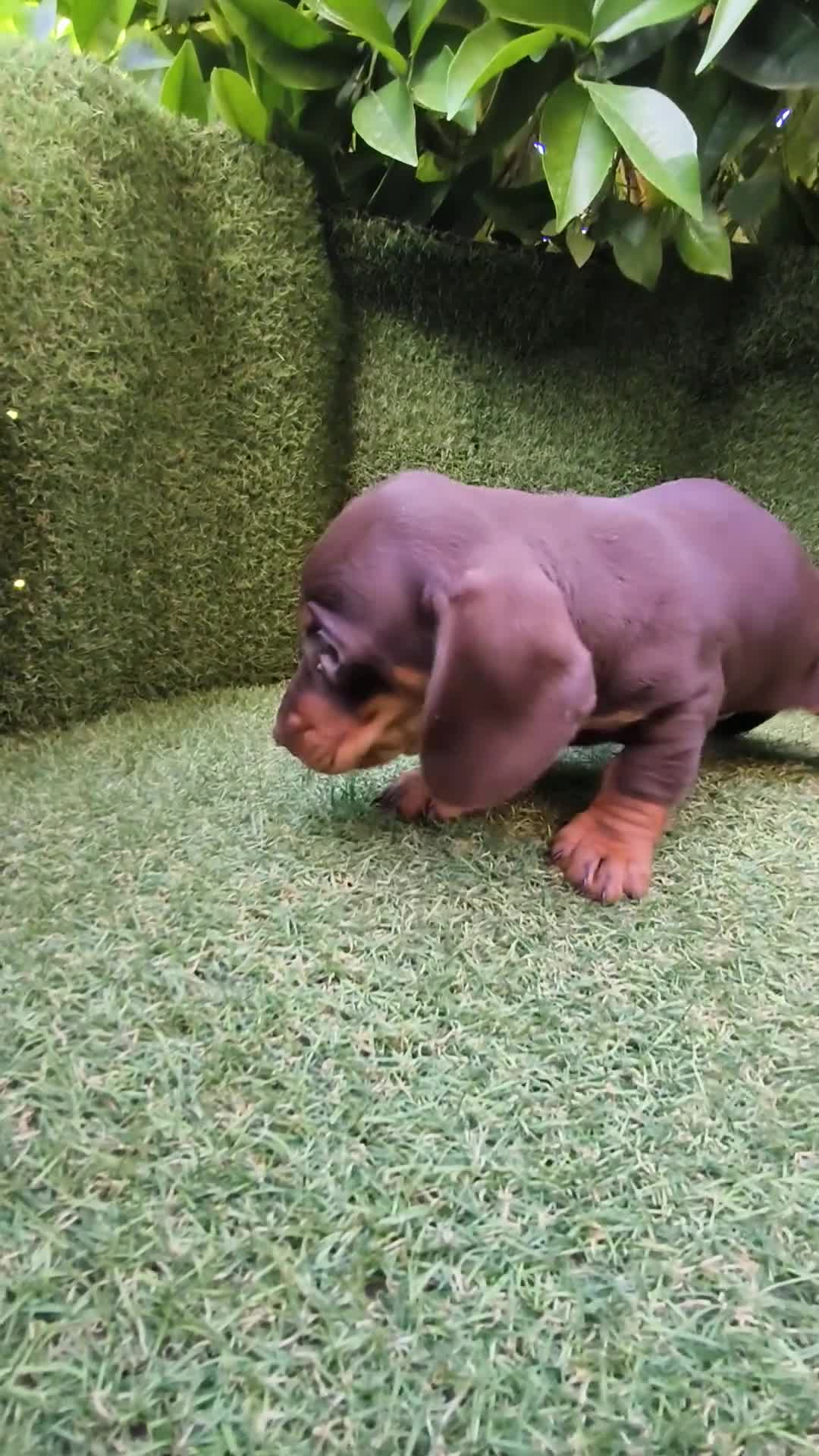 Teckel perros en venta: camada teckel arlequín chocolates  - Video 3