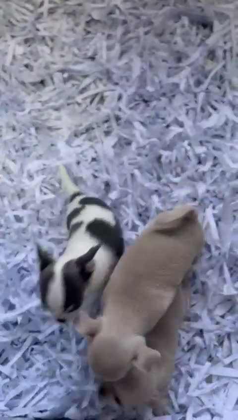 Chihuahua perros en venta: CHIHUAHUA MACHO - Video 2