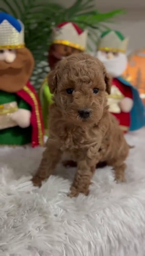 Caniche Toy perros en venta: CANICHE TOY - Video 1