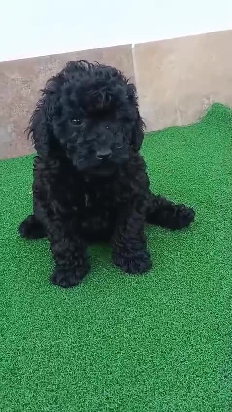 Caniche Toy perros en venta: Caniche toy negro azabache  - Video 2