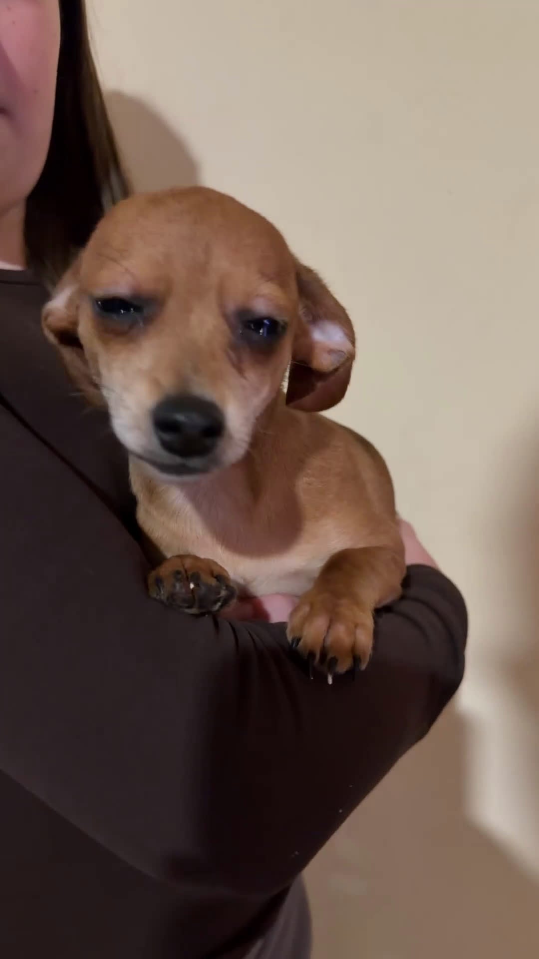 Raza Mixta perros en venta:  Cachorrro Cruce de Teckel y Chiguagua  - Video 1