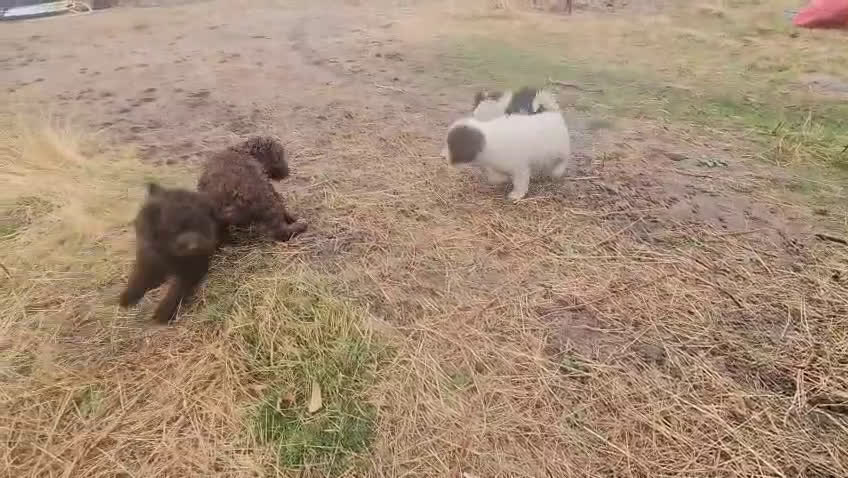 Perro de Agua Español perros en venta: Perros de aguas español  - Video 1