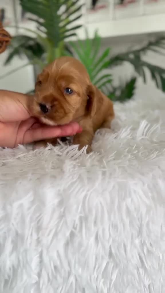 Cocker Spaniel Inglés perros en venta: COCKER SPANIEL INGLÉS  - Video 2