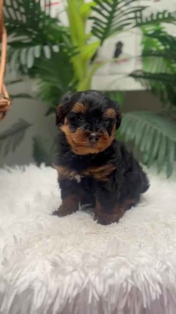 Maltipoo perros en venta: MALTIPOO🎀 - Video 2