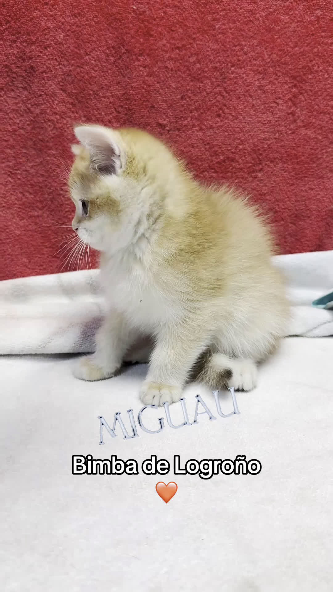 Británico de Pelo Corto gatos en venta: Monísimos British Golden  - Video 3