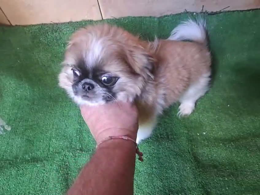 Pekinés perros en venta: Pequines hembra y macho  - Video 1