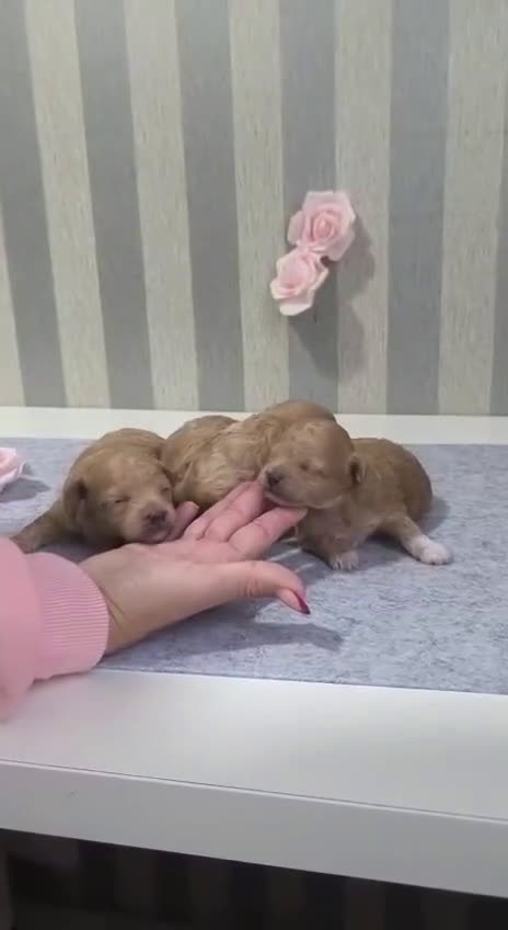 Maltipoo perros en venta: Maltipoo  - Video 1