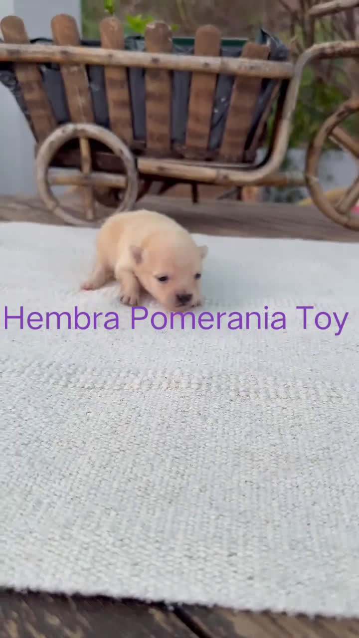 Pomerania perros en venta: Pomerania lulu Toy chatos y peludos bebes  - Video 2