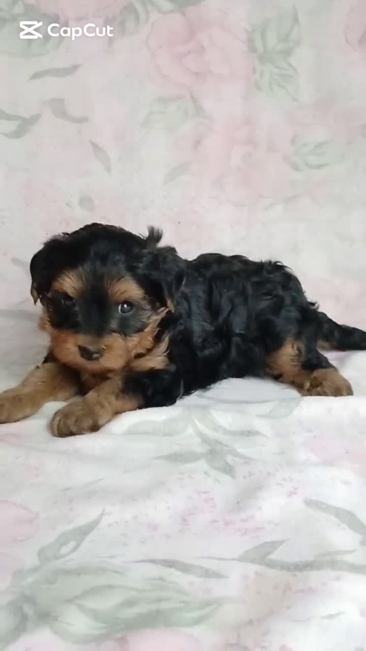 Yorkshire Terrier perros en venta: HEMBRA TOY YORKIE-POO  - Video 1