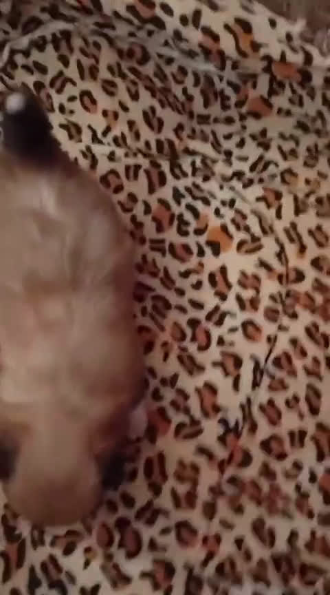 Pomerania perros en venta: POMERANIAS MINIS CALIDAD Y SELECCIÓN  - Video 1