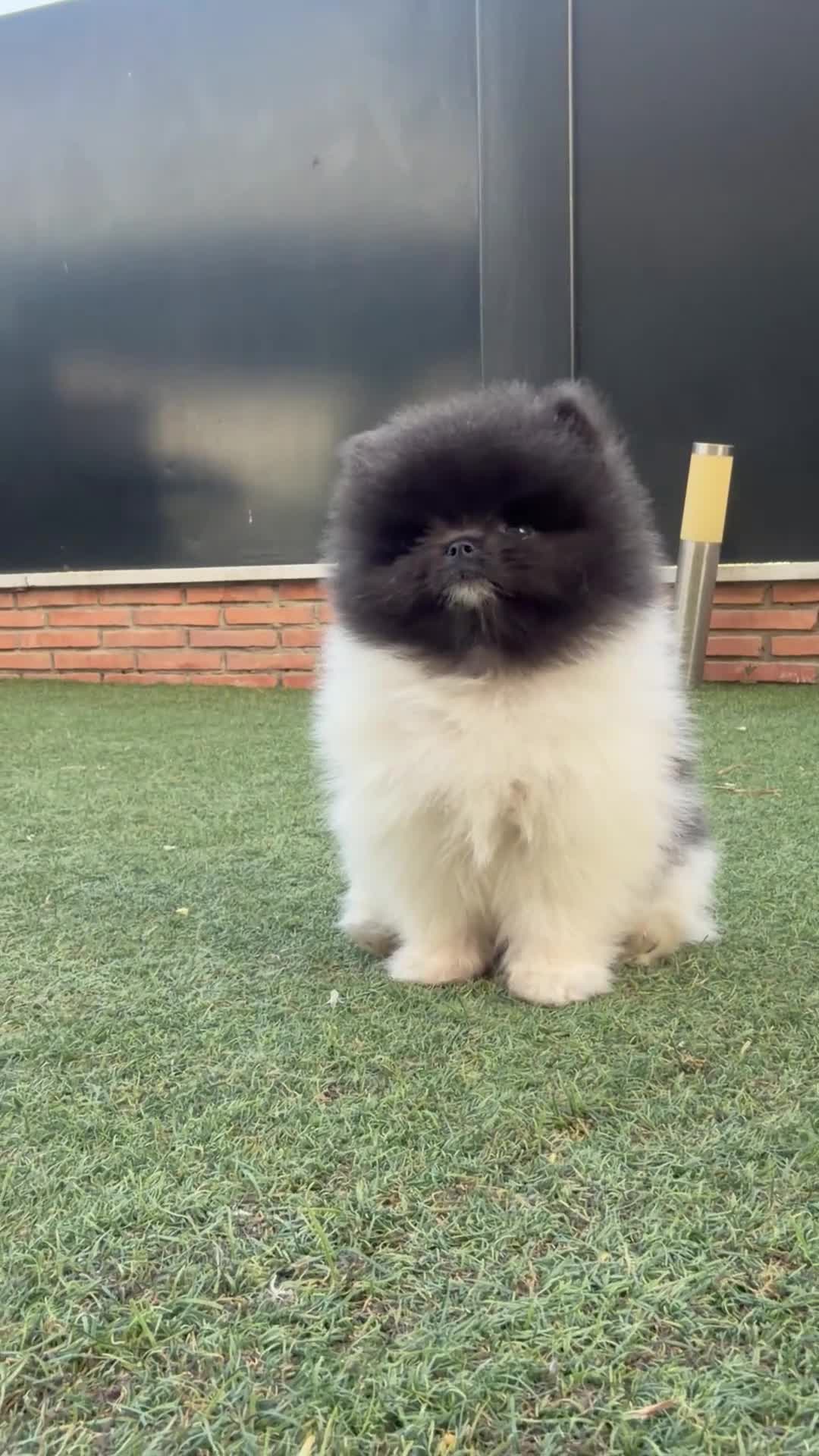 Pomerania perros en venta: Pomeranias exclusivos / alta selección  - Video 1