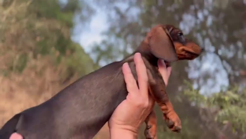 Teckel Miniatura perros en venta: Teclel mini - Video 4