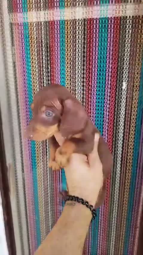 Teckel Miniatura perros en venta: Teckel - Video 1