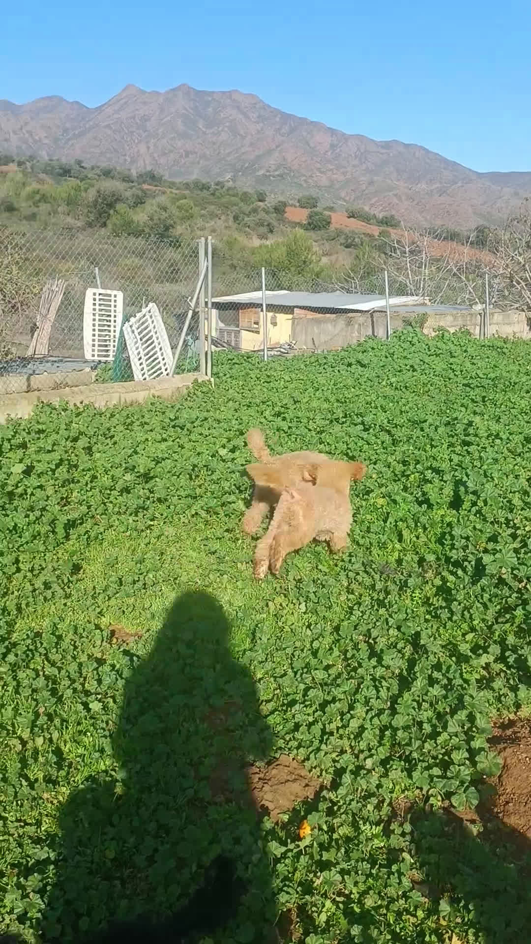 Caniche Gigante perros en venta: Caniche gigante Apricot macho - Video 1