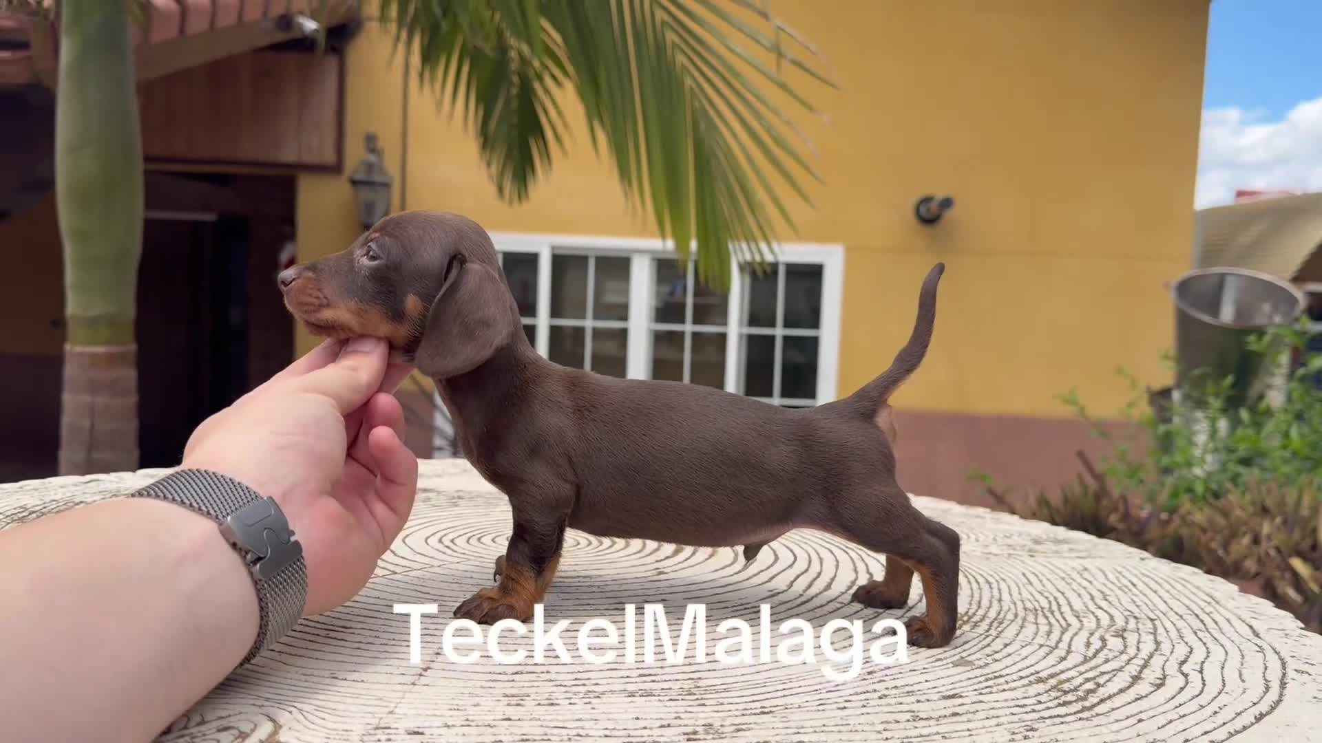 Teckel perros en venta: Teckel kaninchen  - Video 1