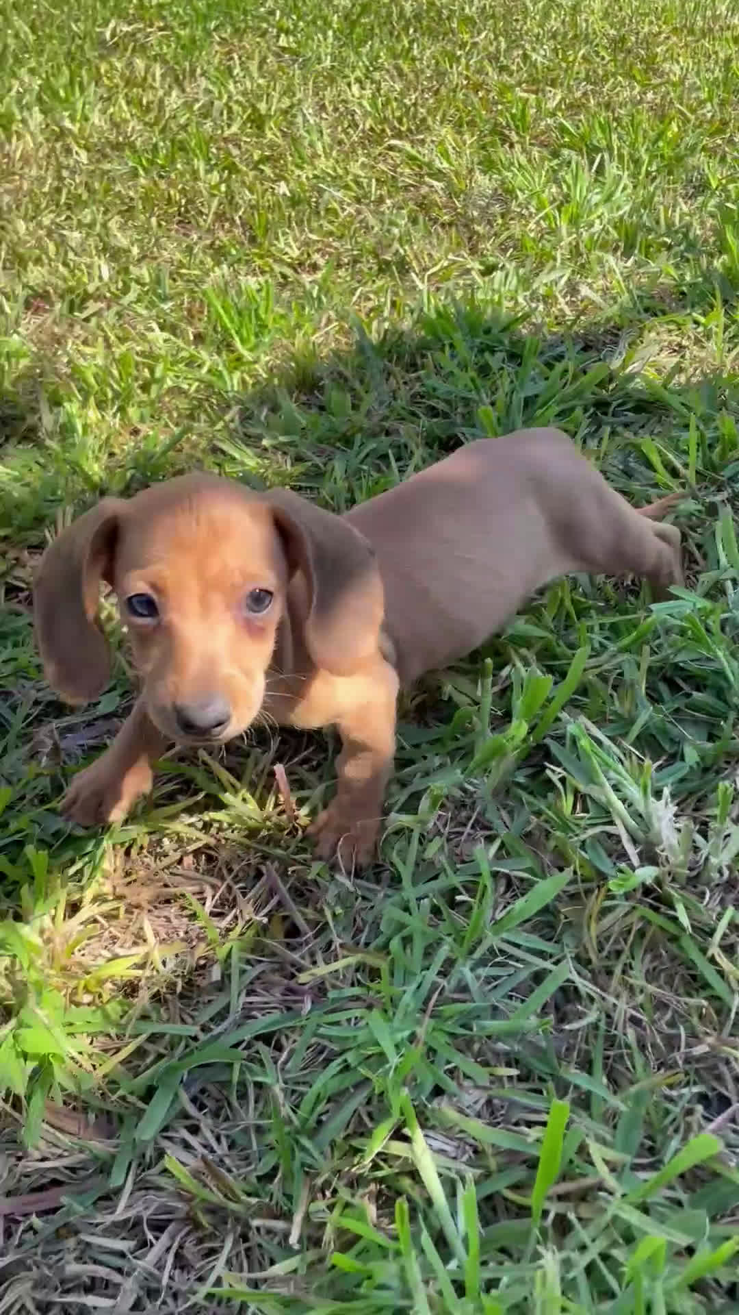 Teckel Miniatura perros en venta: Tecke miniatura listos para entregar  - Video 1