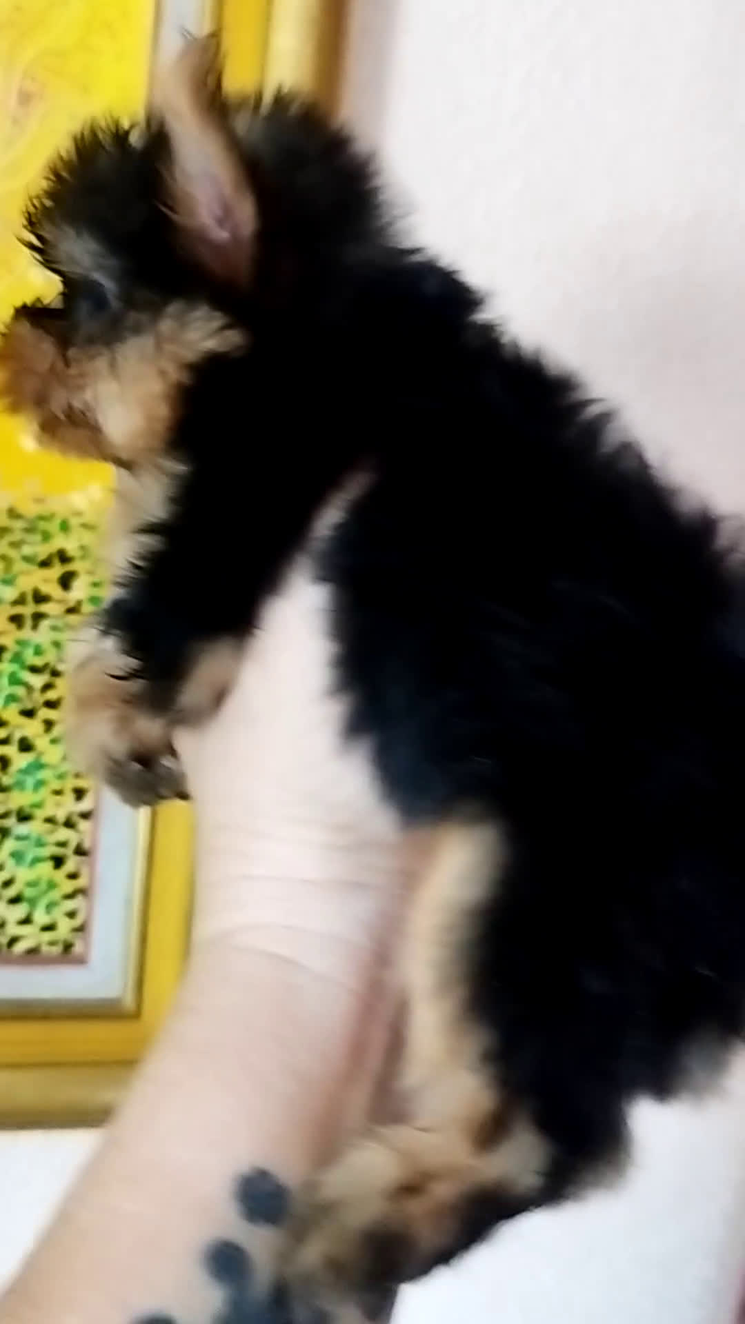 Yorkshire Terrier perros en venta: YORKSHIRE TOY MACHO CALIDAD - Video 1