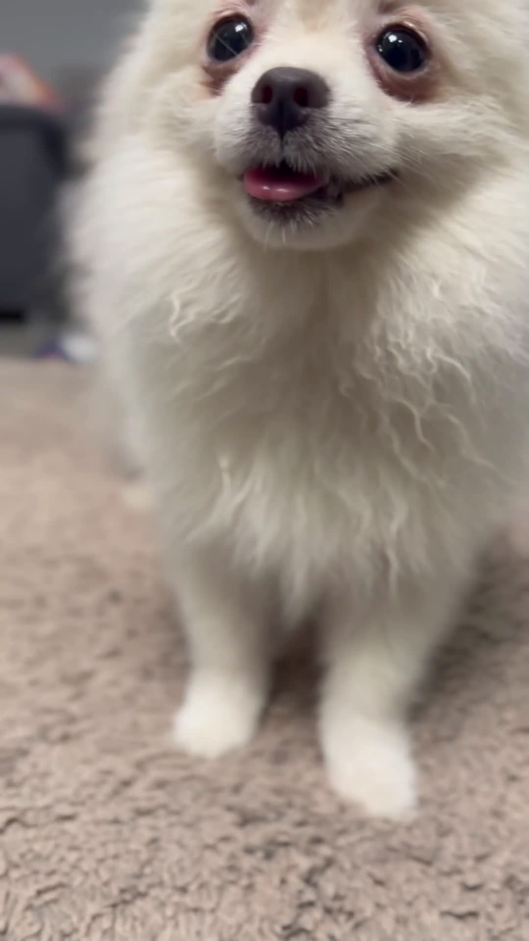 Pomerania perros en venta: 🐾 Frosty – Pomerania blanco mini y delicado ❄️✨ - Video 1