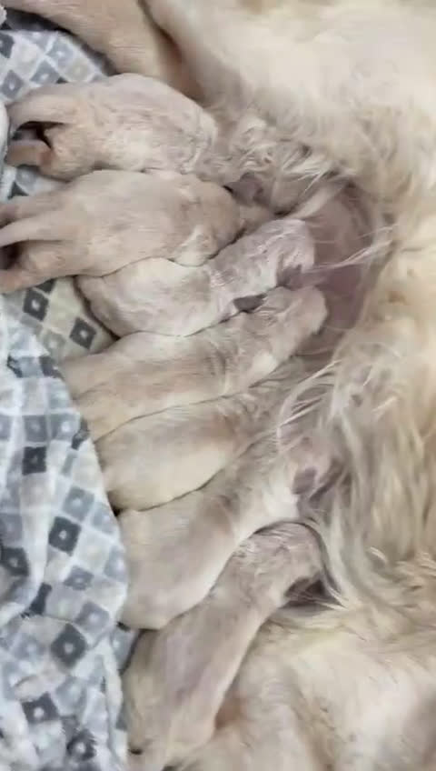 Golden Retriever perros en venta: Cachorros de Golden Retriever muy guapos   - Video 2