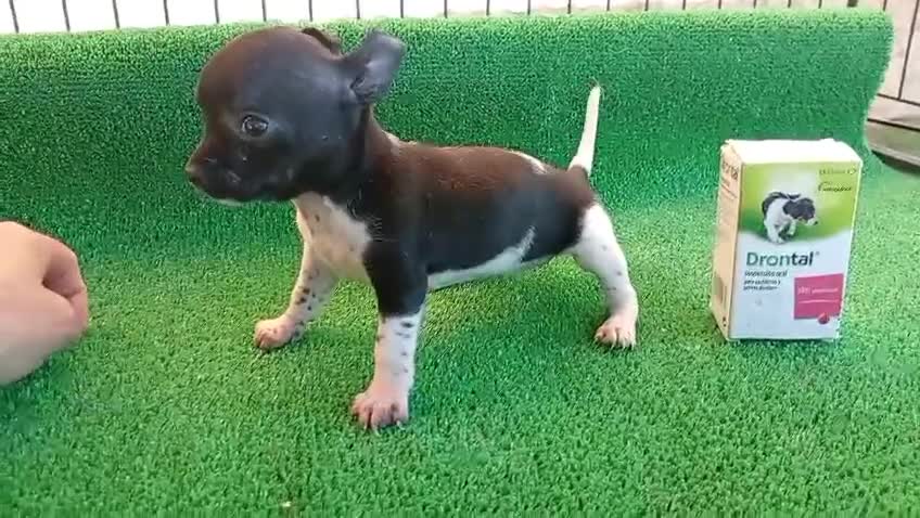 Chihuahua perros en venta: Chihuahua toy  - Video 1