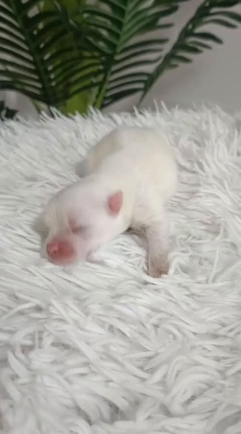 Pomerania perros en venta: POMERANIA - Video 1