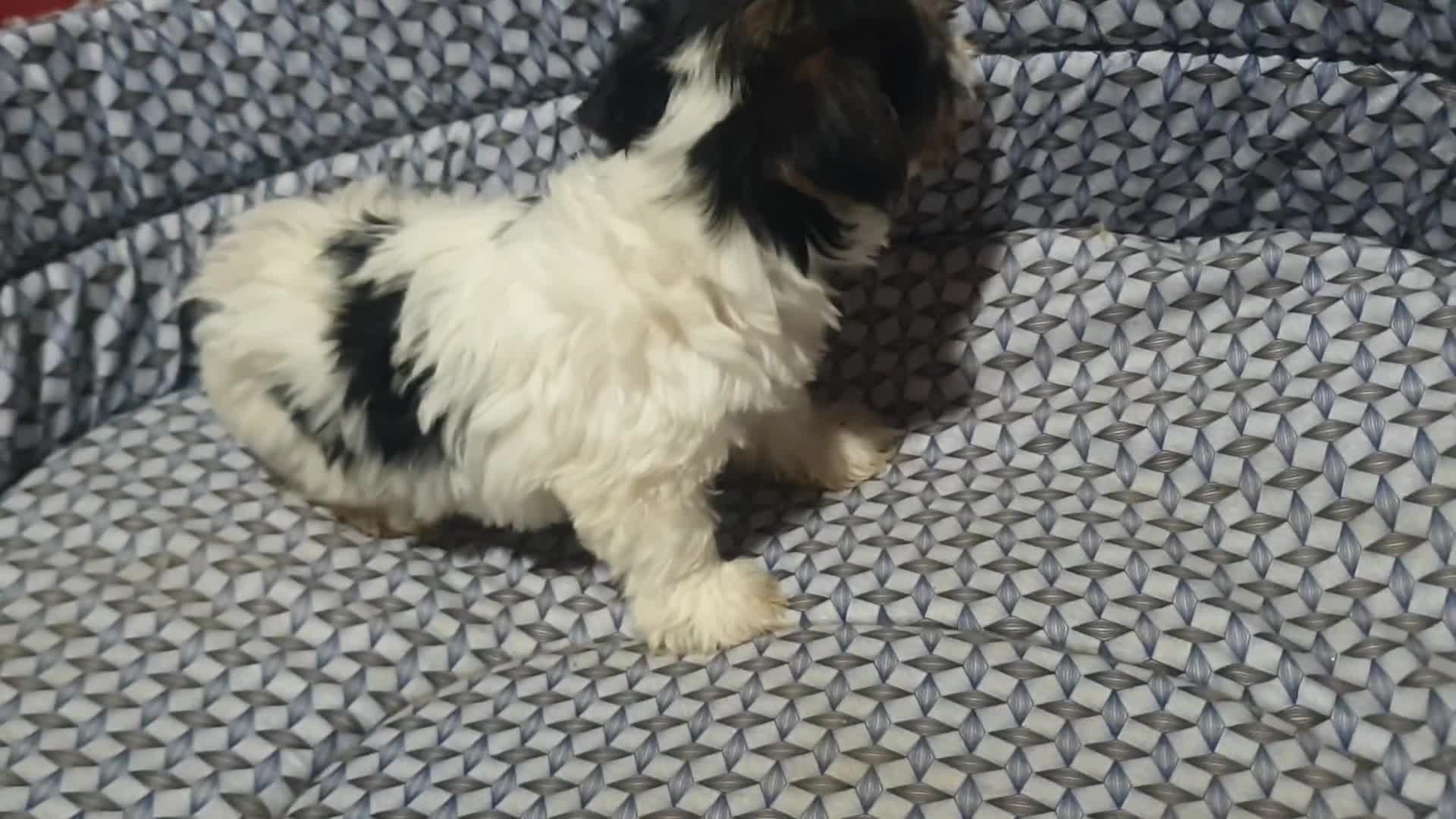 Biewer Yorkshire Terrier a la Pom Pon perros en venta: Biewer cachorros con pedigree - Video 3