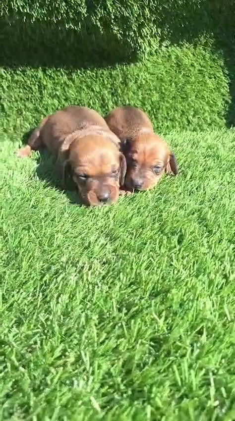 Teckel Miniatura perros en venta: Machos de teckel kanichen color oja seca  - Video 1