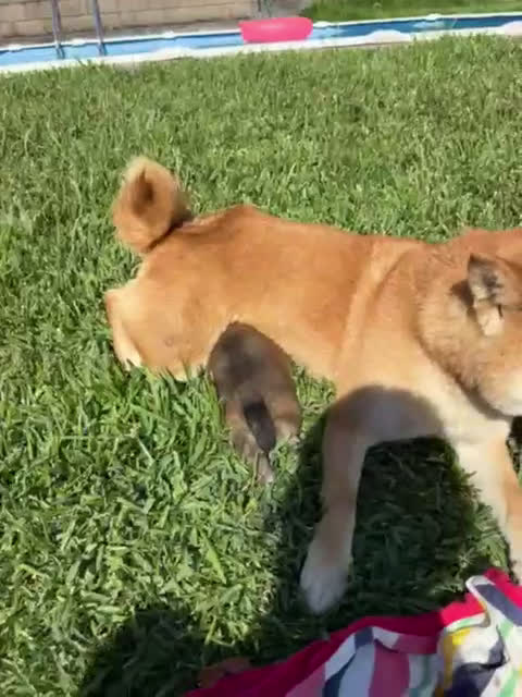 Shiba Inu perros en venta: SHIBA INU PONTEVEDRA - Video 1