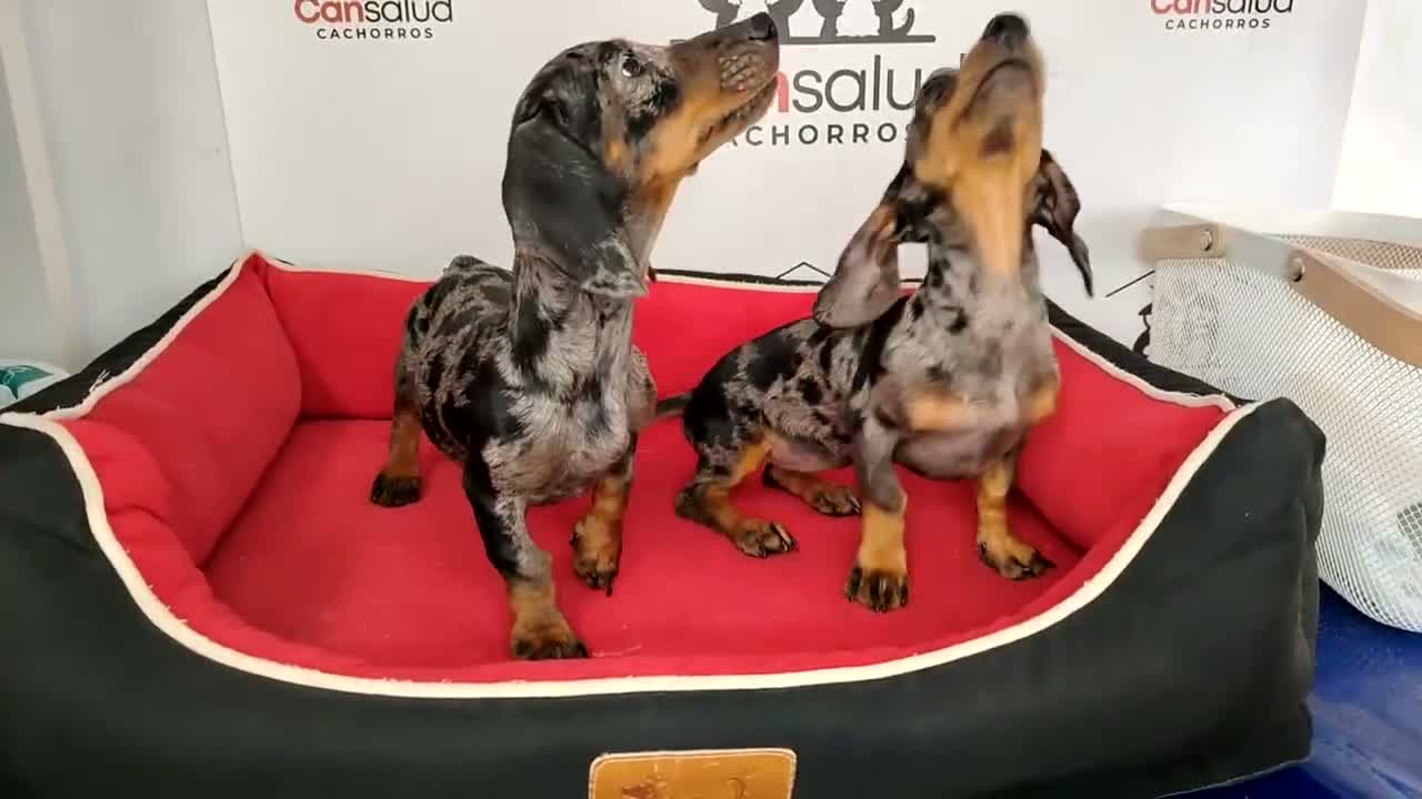Teckel perros en venta: Teckel Arlequín plata - Video 1