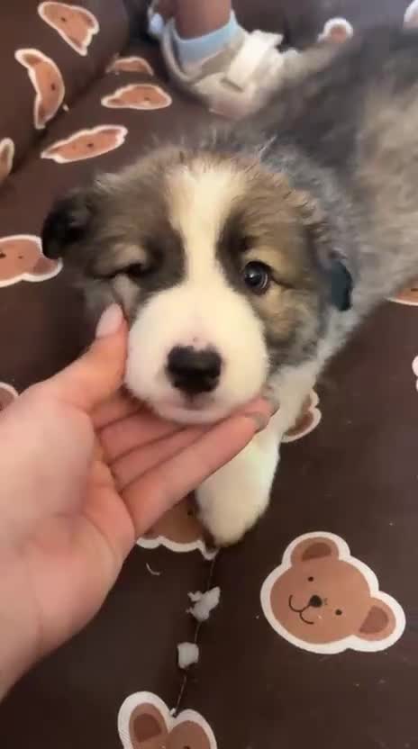 Border Collie perros en venta: Bordér collie  - Video 2