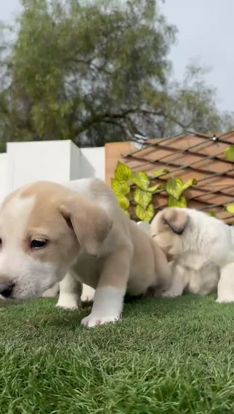 Mastín Español perros en venta: MASTIN ESPAÑOL-CACHORROS PUROS Y RESPONSABLES - Video 4