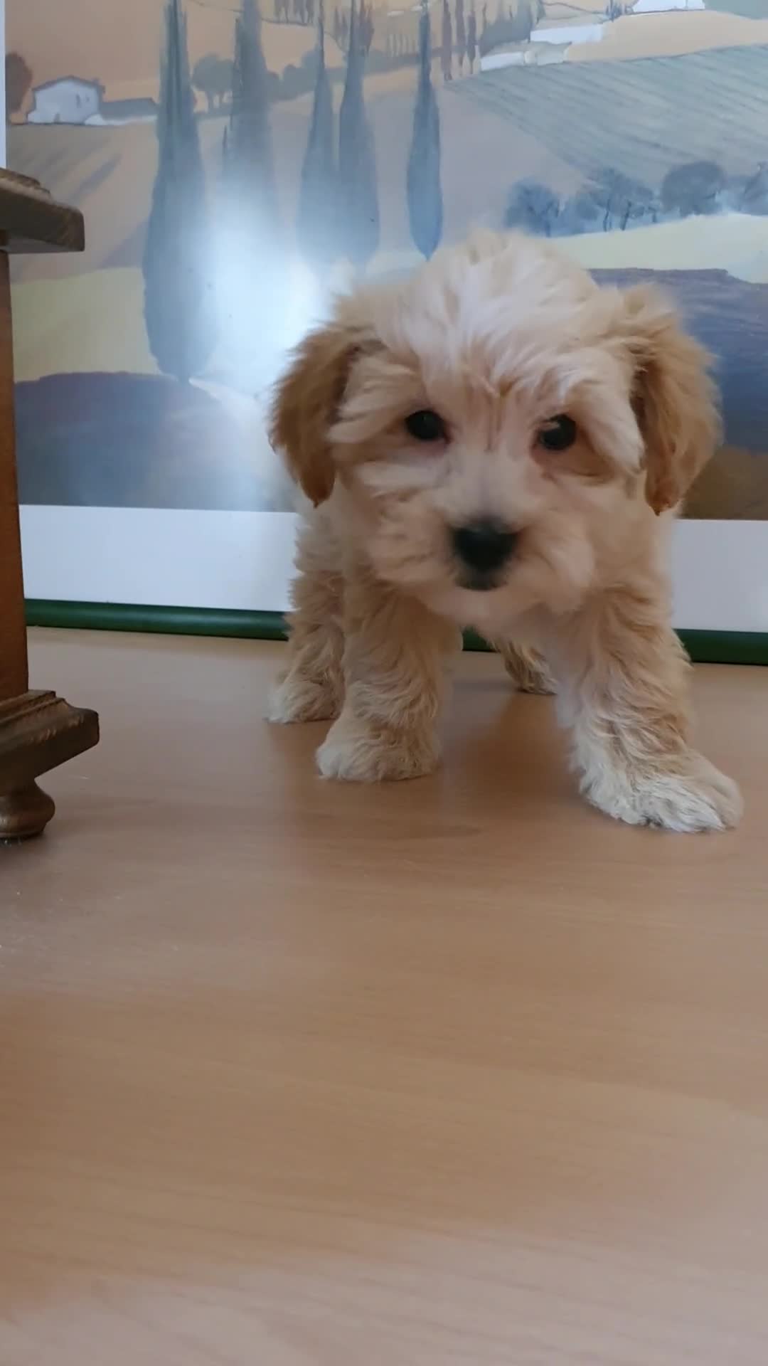 Raza Mixta perros en venta: Maltipoo macho cachorro - Video 3