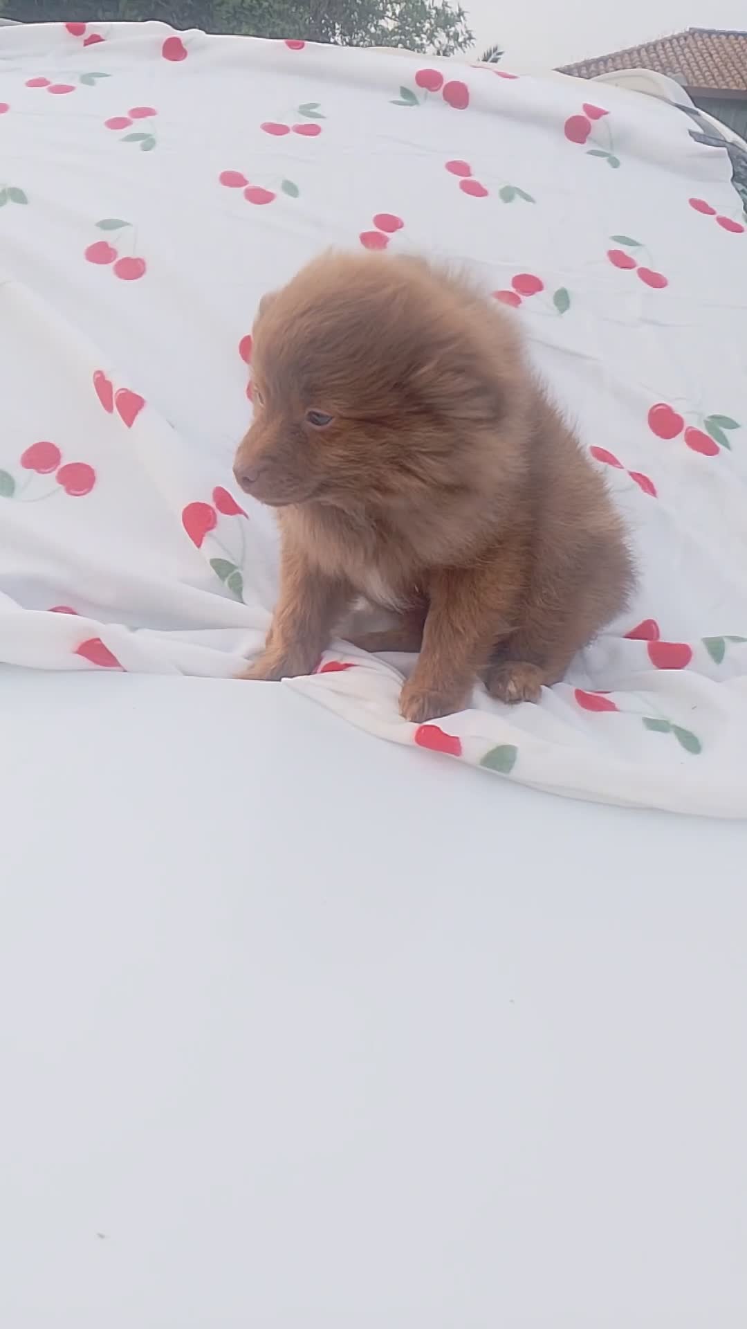 Pomchi perros en venta: Pomchi macho chocolate precioso  - Video 1