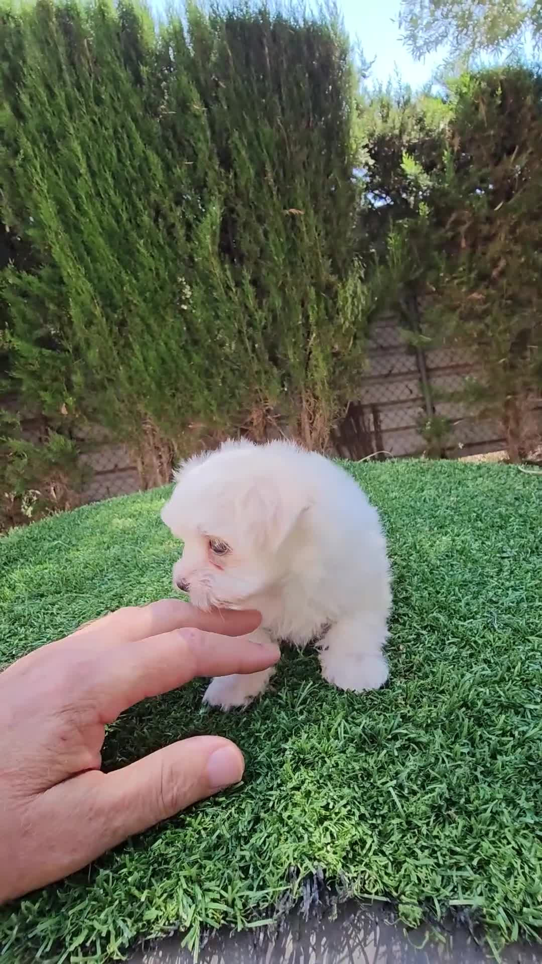 Bichón Maltés perros en venta: Espectacular cachorra de bichón maltés - Video 1