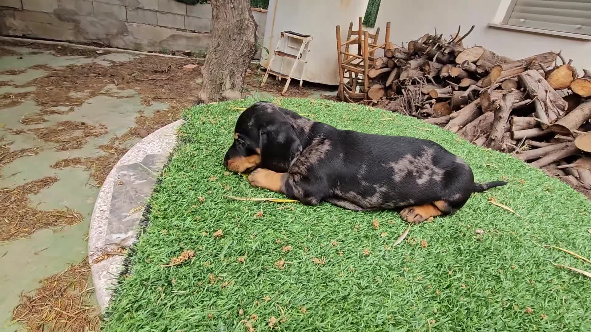 Teckel Miniatura perros en venta: Teckel kanichem cachorro - Video 1