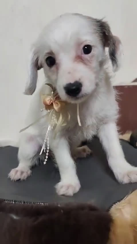 Perro Crestado Chino perros en venta: Crestado chino Powepuff  - Video 1