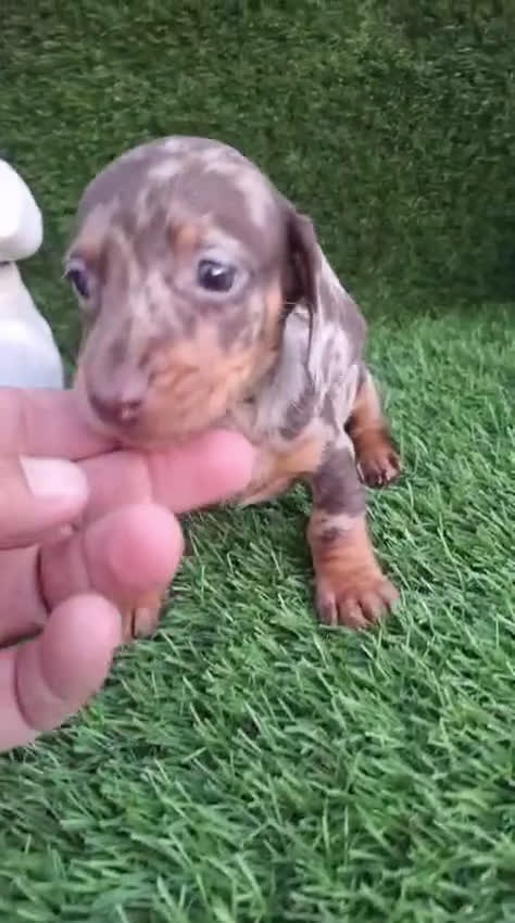 Teckel Miniatura perros en venta: Teckel kanichen Hembra arlequín chocolate  - Video 1