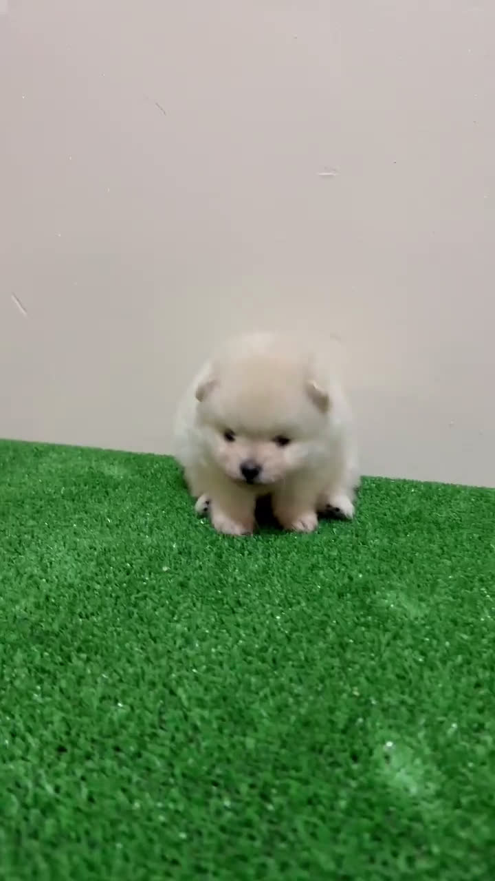 Pomerania perros en venta: Lulu de pomerania Toy Machos Ositos  - Video 2