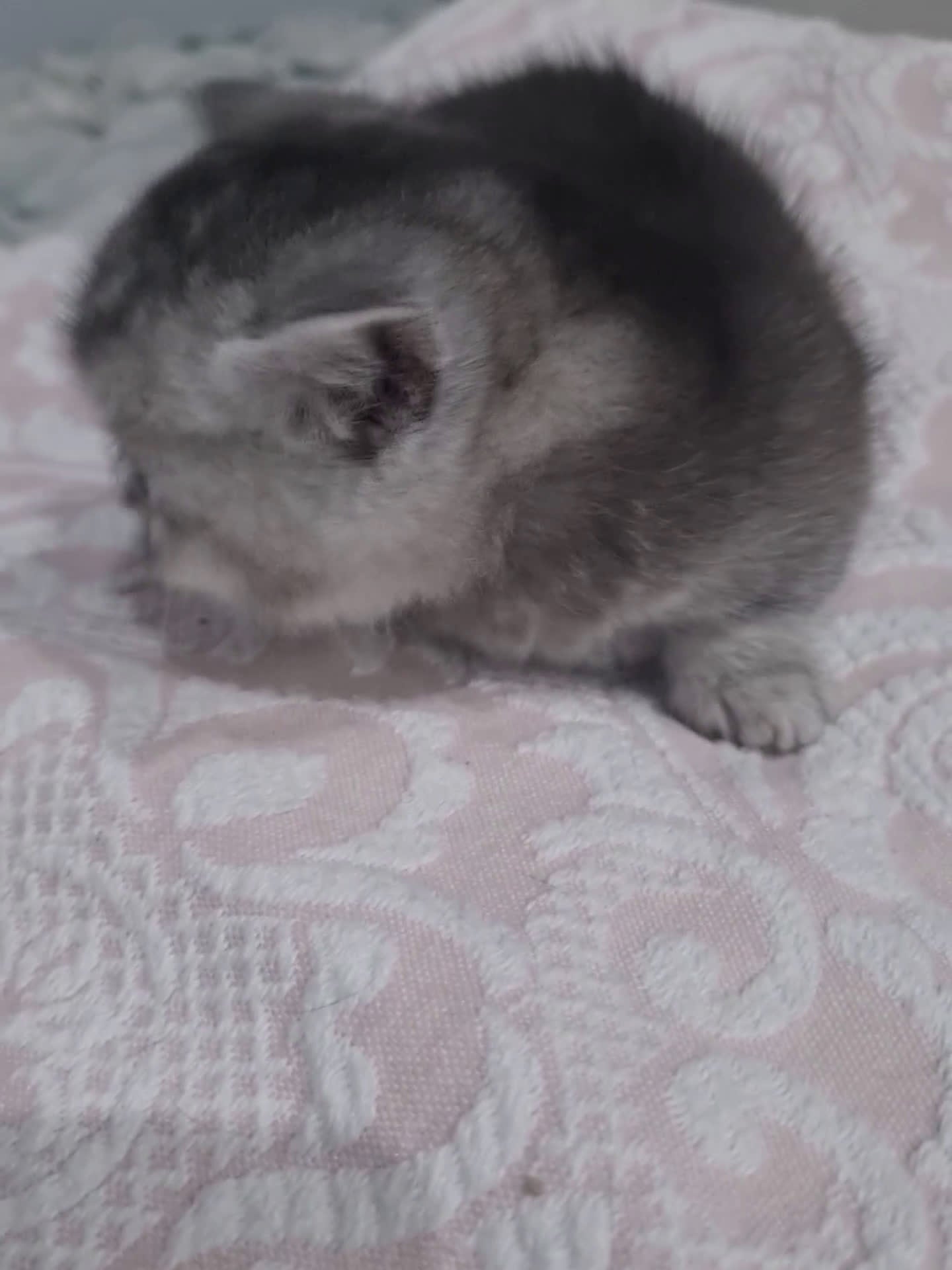 Munchkin gatos en venta: Munsckin  - Video 1