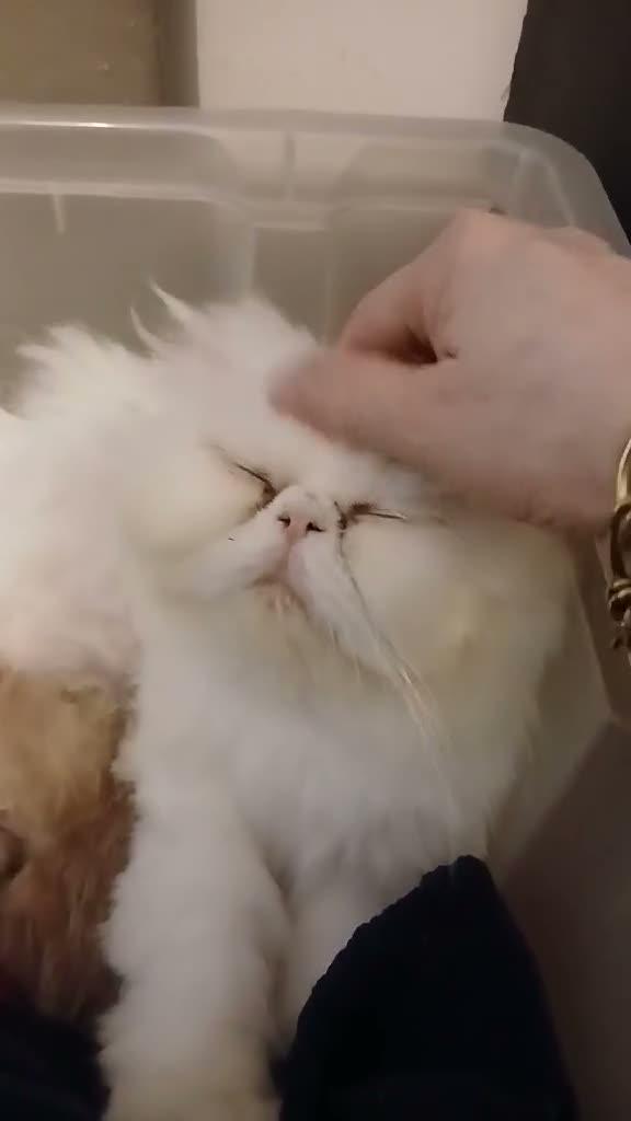 Persa gatos en venta: Persa en Portugal - Video 1
