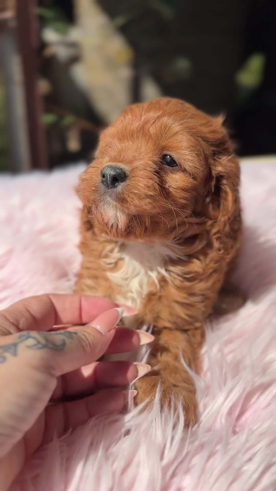 Cavapoo perros en venta: Cavapoo rojo  - Video 2