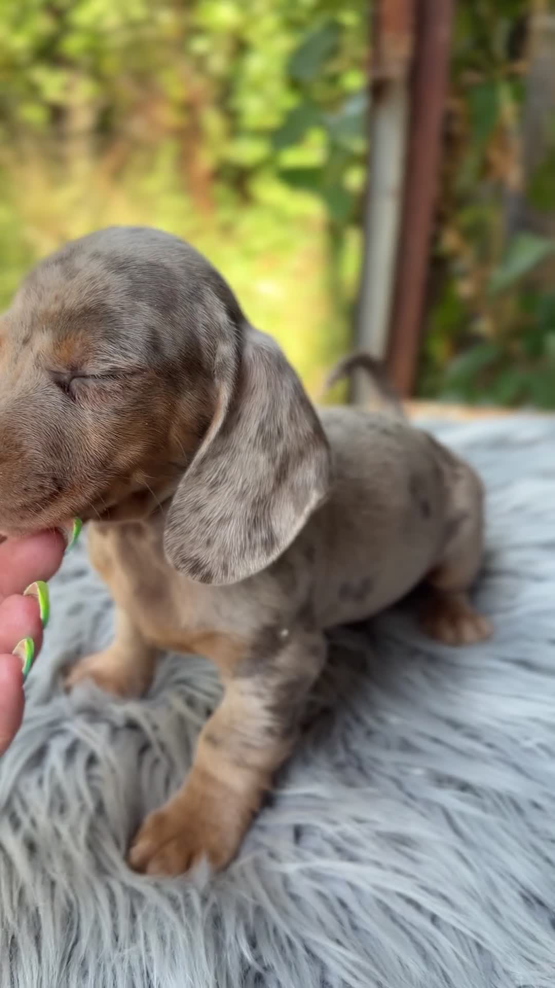 Teckel Miniatura perros en venta: Teckel Arlequin mini  - Video 3