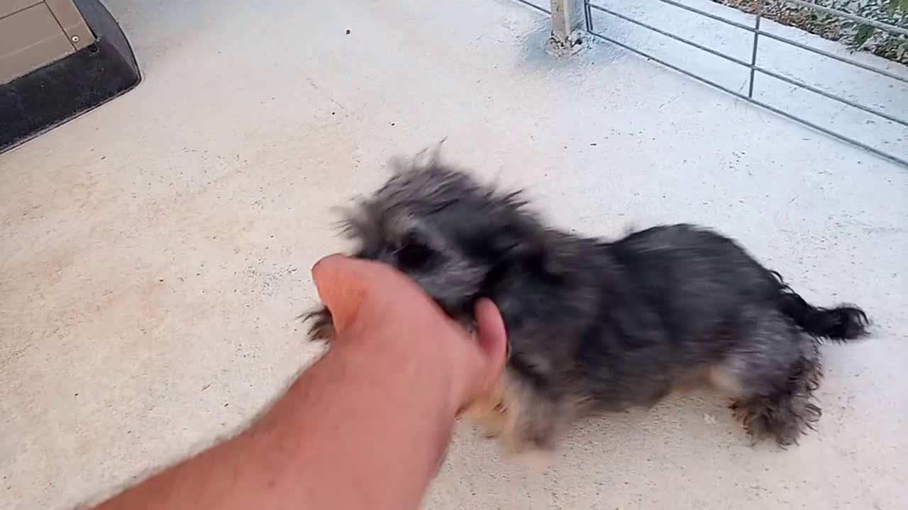 Schnauzer Miniatura perros en venta: Schnauzer Mini Camada de Lola - Video 1
